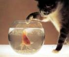 Кошка, наблюдая рыбы